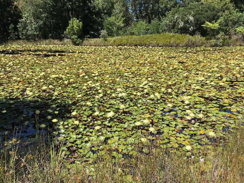 Lily Pond Country Lodge Kurland Buitenkant foto
